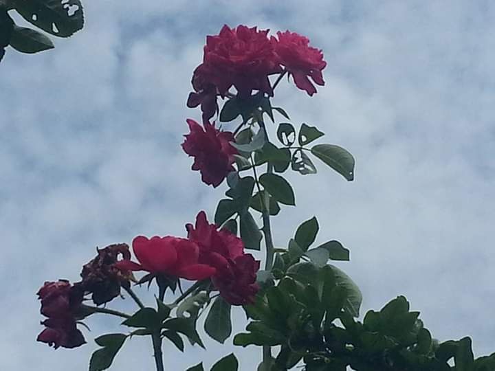 Bunga mawar. Photo by Ari