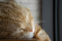 kucing tak pernah susah tidur (dok.freepik.com)