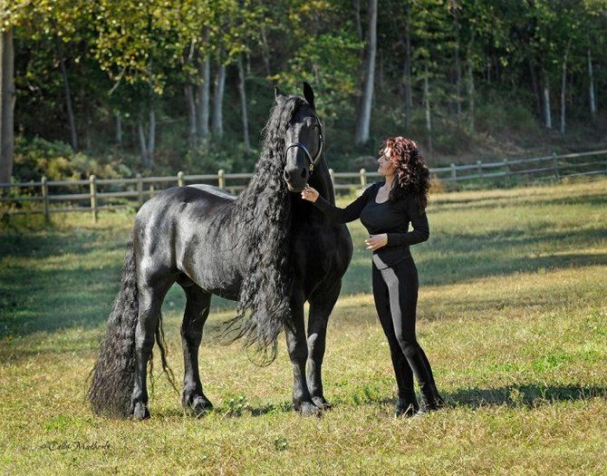 kuda Friesian Nan Tampan(sumber:pil.tel.com)