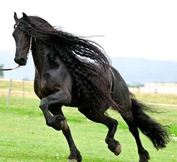 kuda Friesian (sumber:www.pil.tel.com)