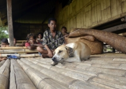 Ternak anjing memiliki fungsi sosial dan budaya bagi masyarakat Sumba| Sumber: Antara News