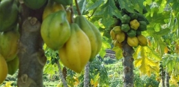 Carica, buah yang sekilas mirip dengan pepaya (Sumber gambar : www.jenisfloraindonesia.web.id)