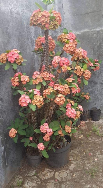 11 Kumpulan Gambar Bunga Euphorbia Galeri Bunga HD 11 Kumpulan Gambar Bunga Euphorbia Galeri Bunga HD