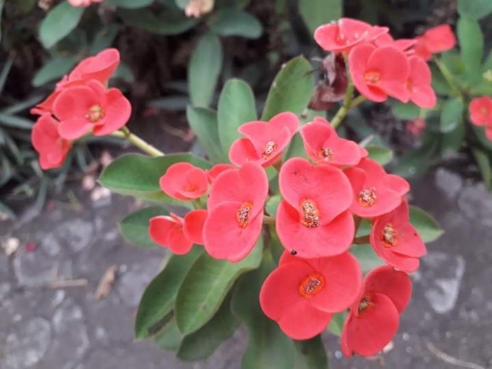 Gambar Bunga  Euphorbia  Gambar Kelabu Gambar Bunga  Euphorbia  Gambar Kelabu