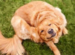 Gambar 4. Anjing menunjukkan perilaku menggaruk karena gatal (pruritus) lebih sering sebagai tanda awal terinfestasi skabies. Sumber: 107dog.wordpress.com