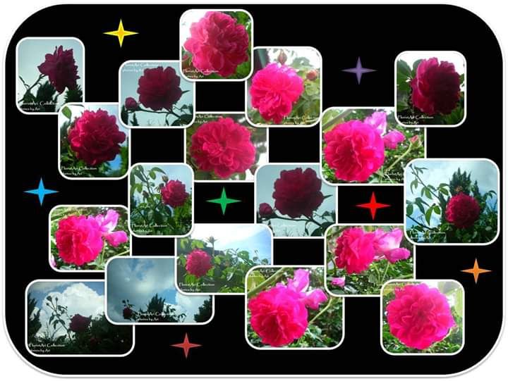 Bunga Mawar desa yang biasa dijadikan bunga tabur. Photo and design by Ari