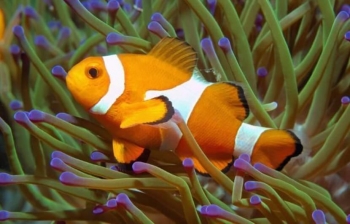Unduh 52 Tutorial Gambar Ikan Nemo Hd Terbaik Gambar Ikan Unduh 52 Tutorial Gambar Ikan Nemo Hd Terbaik Gambar Ikan