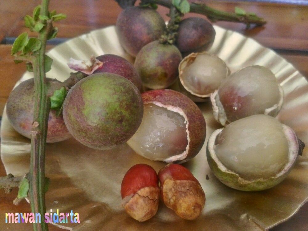 Buah matoa (dok.pri)