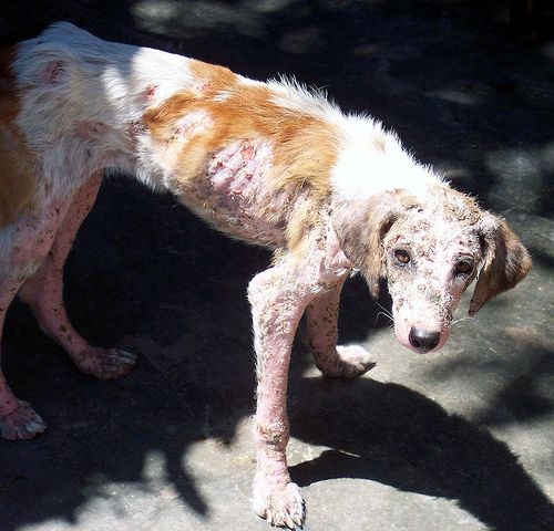Gambar 3. Anjing yang Menderita Infestasi Skabies. Sumber : 107dog.wordpress.com
