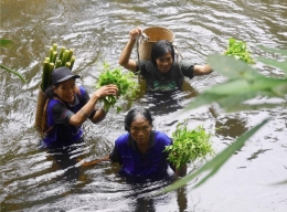Ibu ibu menyeberang sungai Utik untul ambil sayur (mogabay.co.id)