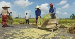 Proses panen di Indonesia sebagian masih dilakukan secara manual (Sumber gambar : https://www.pantau.com)