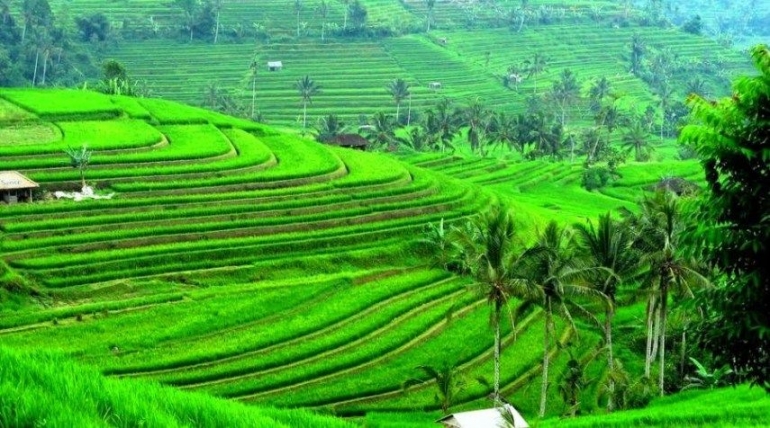 Pertanian Indonesia adalah harapan kesejahteraan rakyat serta kemajuan bangsa (Sumber gambar : https://indonesiabangsaku.com)