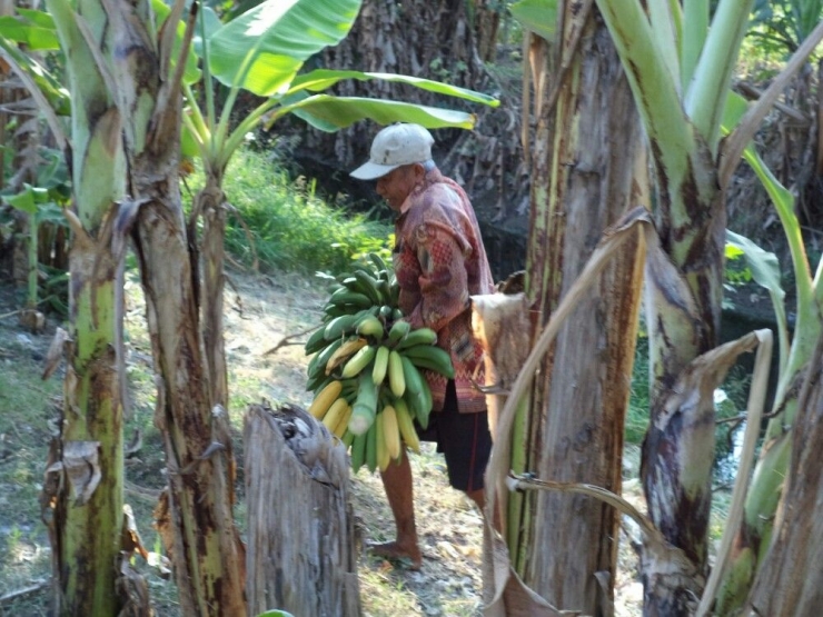 Pohon pisang selain diambil buahnya juga bisa dimanfaatkan daunnya (dok.pri)