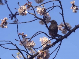Burung yang hinggap di ranting pohon sakura (dokpri)