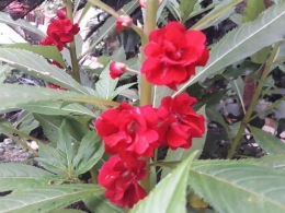 Bunga pacar air merah