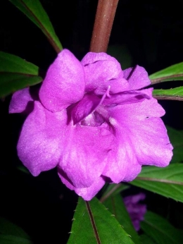 Bunga pacar air warna ungu. Photo by Ari
