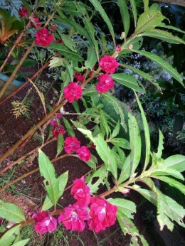 Tanaman bunga pacar air merah. Photo by Ari