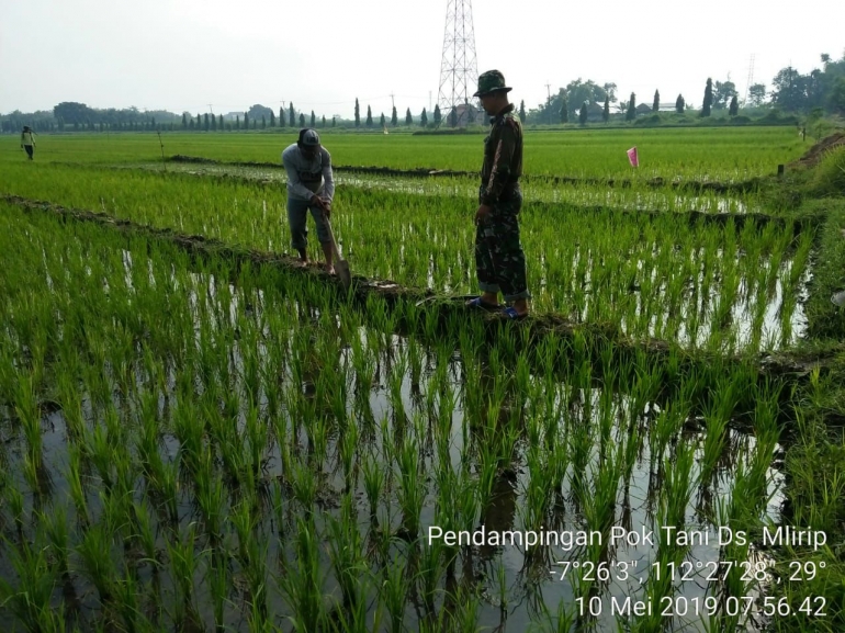 Babinsa Koramil Jetis Saat Dampingi Petani (Dokpri)