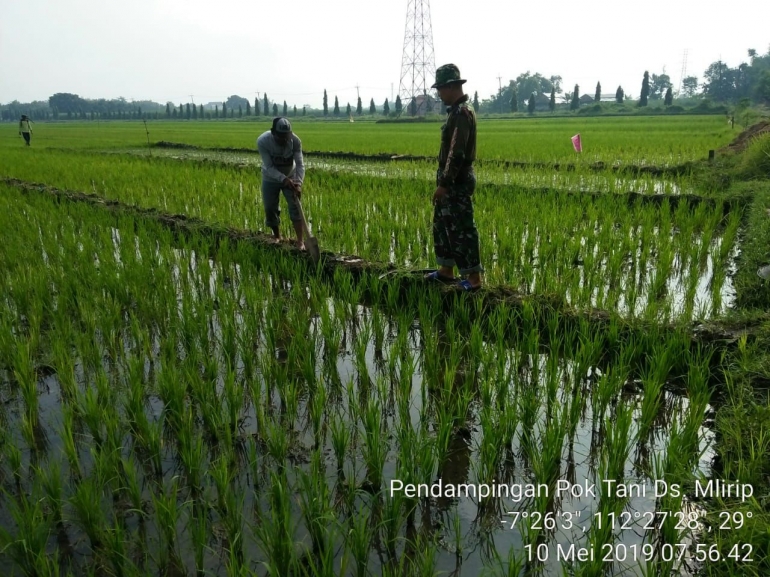 Babinsa Koramil Jetis Saat Dampingi Petani (Dokpri)