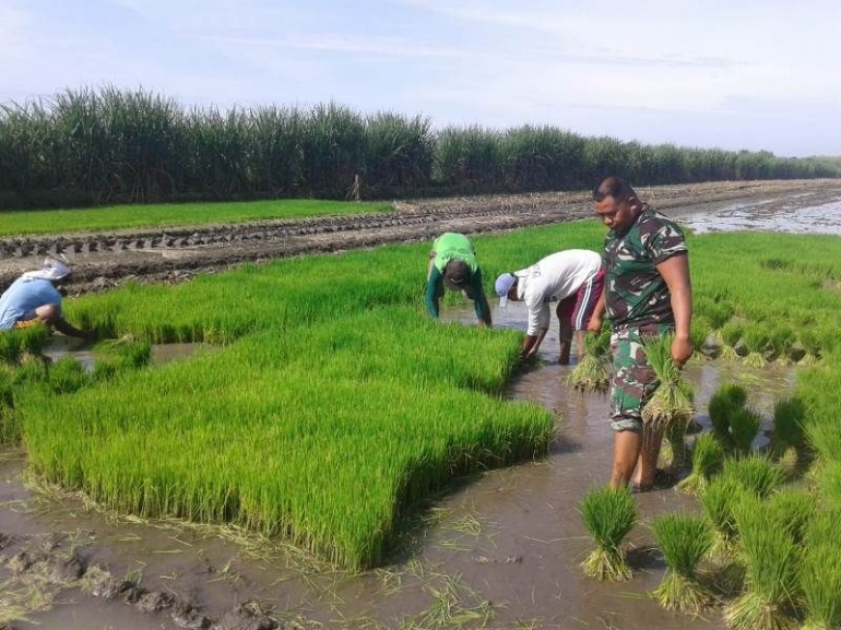 Babinsa Koramil 0815/04 Puri Dampingi Petani Cabut Benih dan Tanam Padi (Foto : Pendim 0815 Mjk).