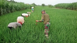 Babinsa Koramil 0815/04 Puri Dampingi Petani Penyiangan Gulma (Foto : Pendim 0815 Mjk).