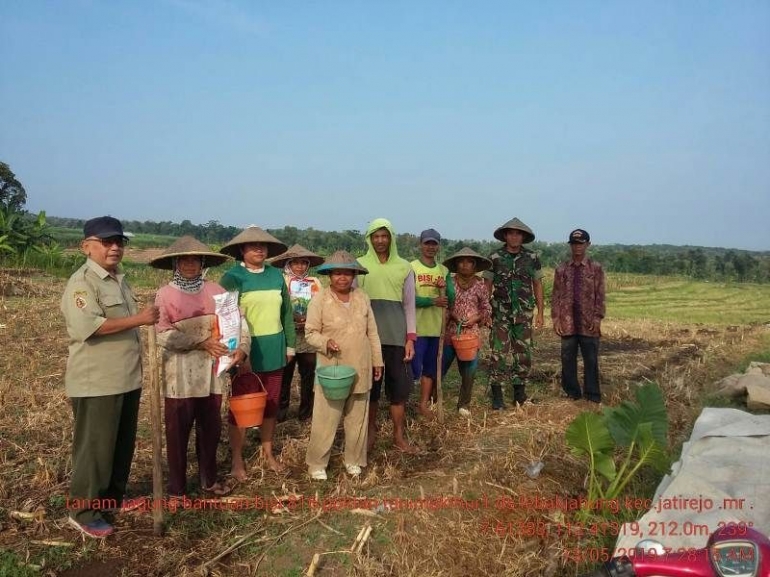 Babinsa Lebak Jabung Serda Wahyudi Saat Tanam Jagung Bersama Petani, Sumber Foto : Pendim 0815 Mojokerto