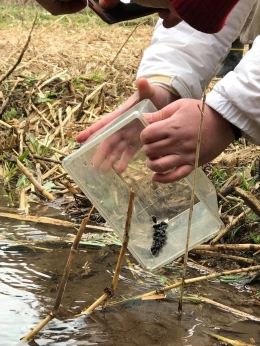 Kawanina, siput air tawar makanan larva kunang-kunang | dokpri