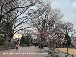 Dokumentasi pribadi | Pohon2 cherry yang berbunga Sakura, rimbun dibelakangku .....  Nah, mengapa Kawaguchi? 