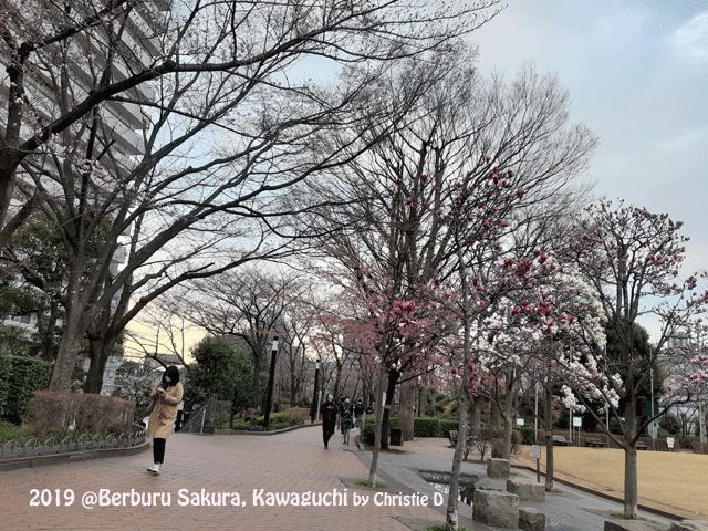 Dokumentasi pribadi | Pohon2 cherry yang berbunga Sakura, rimbun dibelakangku ..... Nah, mengapa Kawaguchi?
