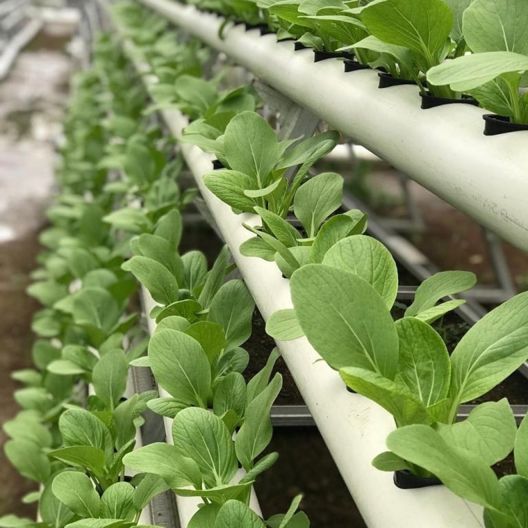 Menanam Modern Dengan Media Hidroponik Di Aer Farm Sukabumi