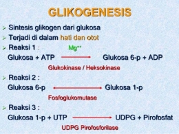 Glikogenesis (Dokpri)