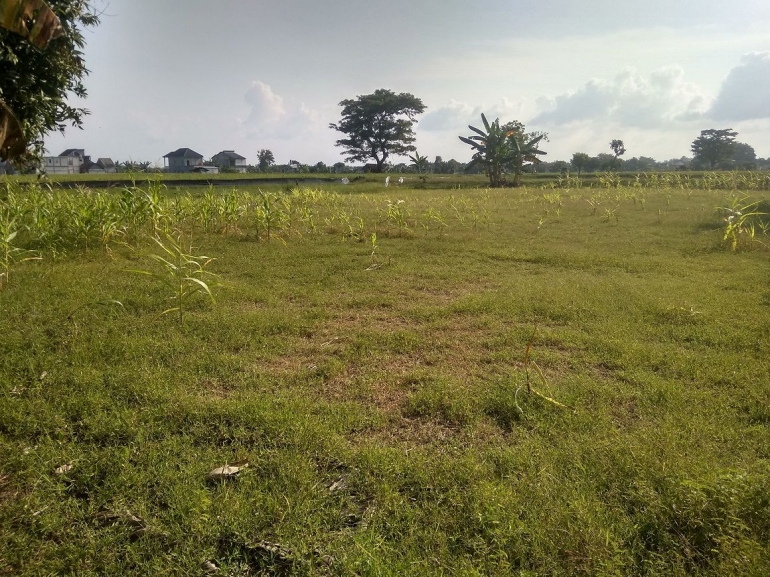 Beberapa tanaman jagung yang tersisa dalam satu lahan | dokpri