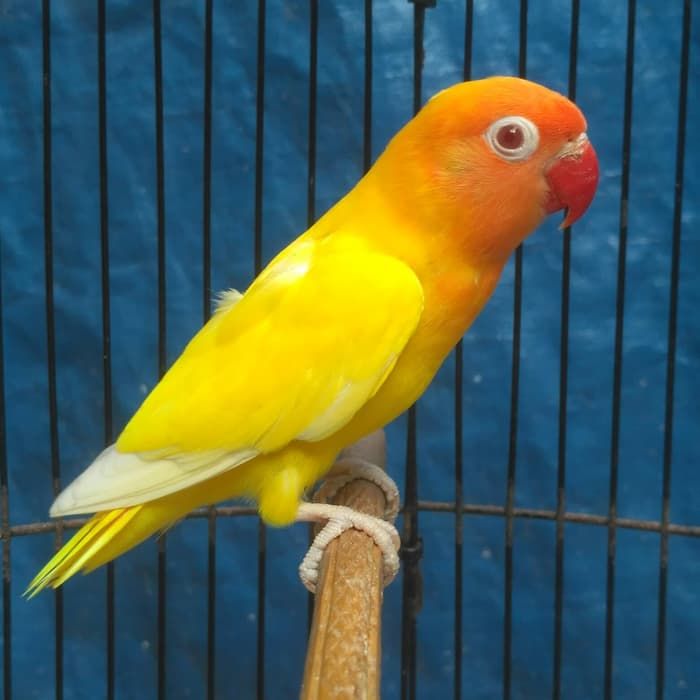 Lovebird lutino (jalurpandai.com)