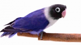 Lovebird violet (jalurpandai.com)