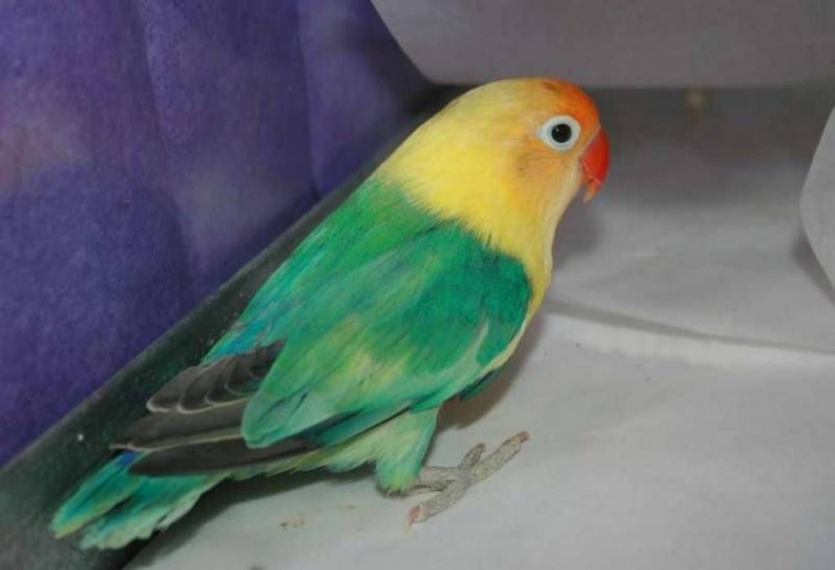  Jenis  Burung Lovebird  Paling Mahal Hingga Puluhan Juta 