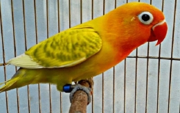 Lovebird blorok (jalurpandai.com)