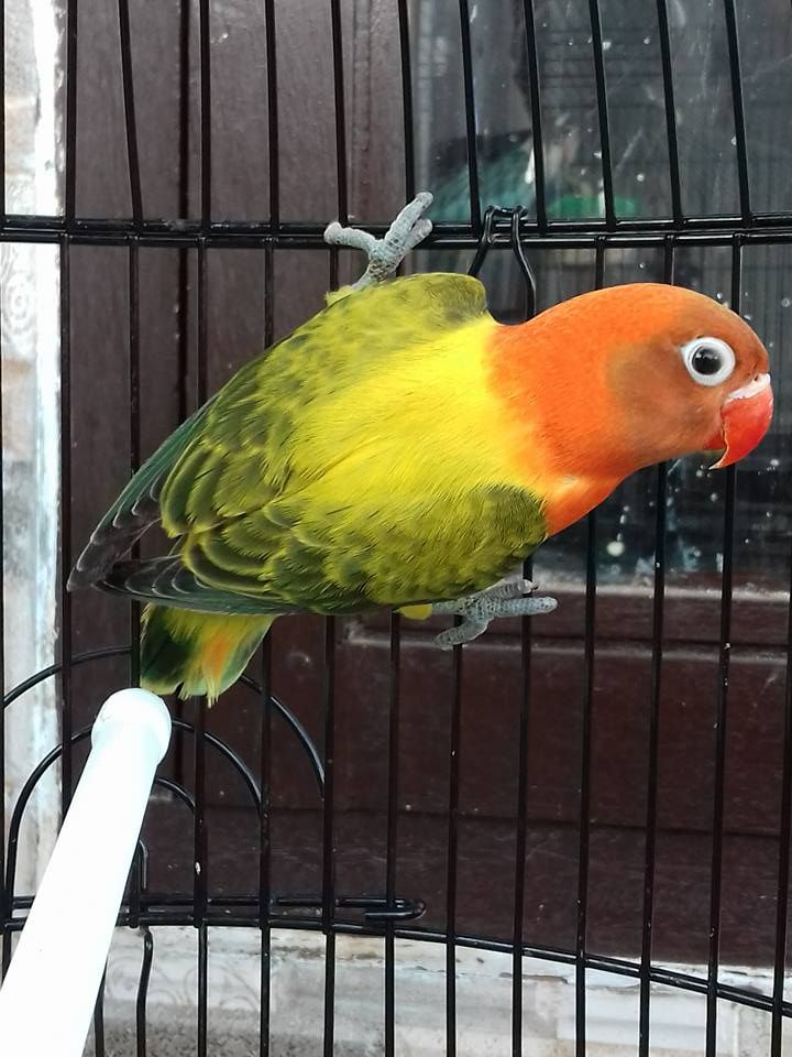 Lovebird biola (jalurpandai.com)