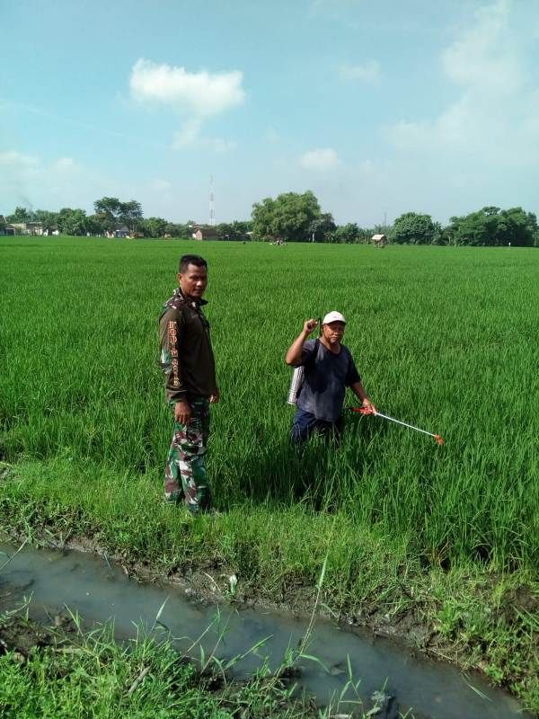 Sumber Pendim 0815 Mjk