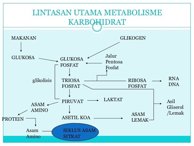 Ilustrasi metabolisme karohidrat (Sumber : dokpri)