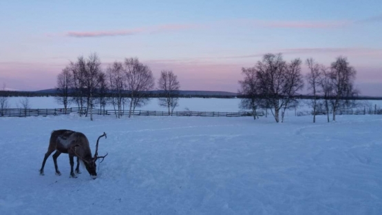 Rusa kutub di Sami Village (Sumber: Dokumentasi pribadi)