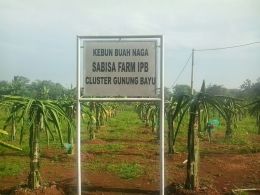 Tampak depan perkebunan buah naga Sabisa Farm | dokpri