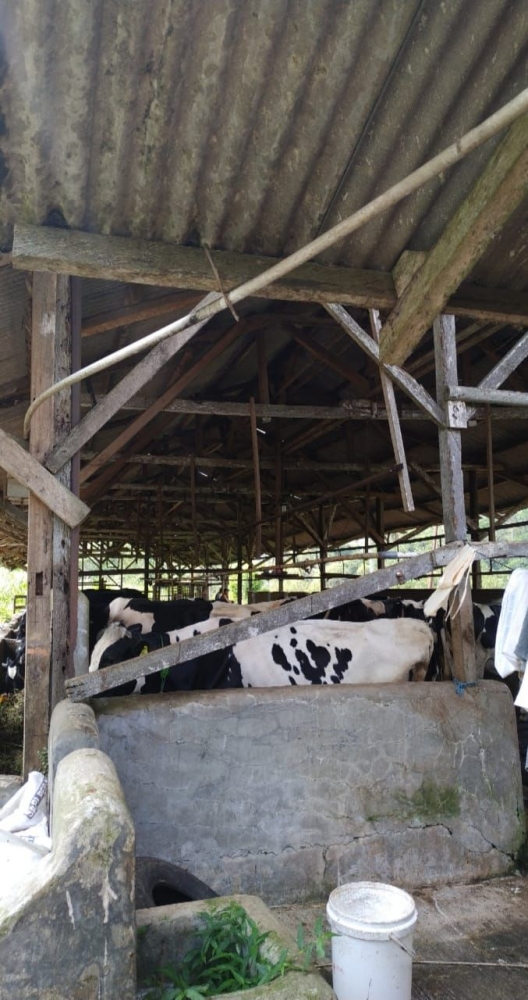 Peternakan sapi Milik Pak Suratno