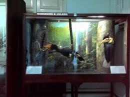 Bisa melihat aneka hewan yang diawetkan di Museum Zoologi Bogor. | Dokumentasi Pribadi