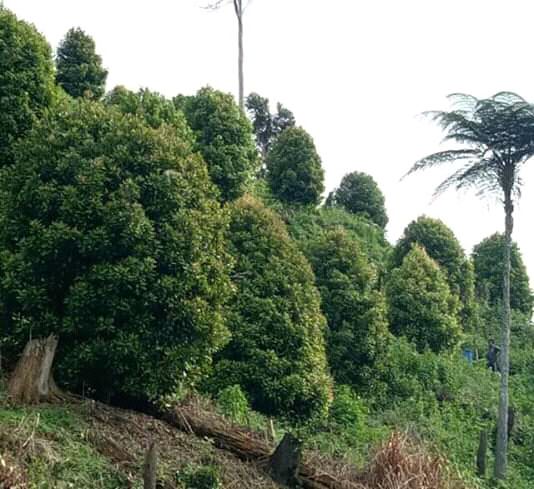 Swafoto di kebun cengkeh (dok. Pribadi)
