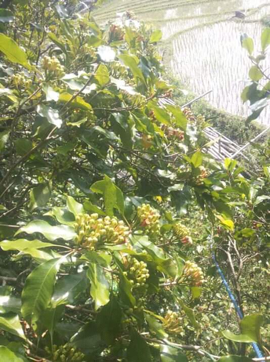 Salah satu perkebunan saya yang dekat dengan sawa (dok. Pribadi)