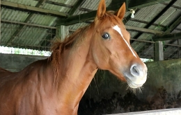 Ilustrasi kuda (Sumber : diksinews.co.id)