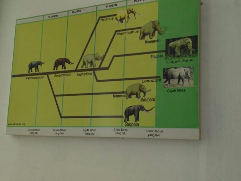 dokpri evolosi gajah purba