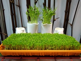 Tanaman dengan system micro green