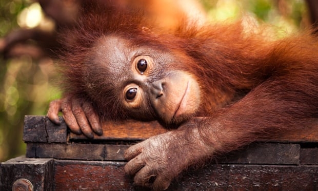 A scene from BBC2 documentary Red Ape: Saving the Orangutan. Photograph: Alejo Sabugo/International Animal Rescue/BBC/Alejo Sabugo/International Animal Rescue