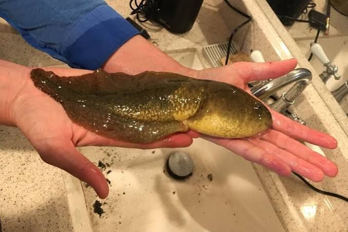 Berudu yang menolak menjadi katak. Sumber: Kompas